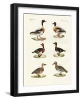 Beautiful Ducks-null-Framed Giclee Print