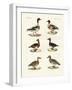 Beautiful Ducks-null-Framed Giclee Print