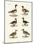 Beautiful Ducks-null-Mounted Giclee Print