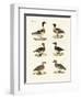 Beautiful Ducks-null-Framed Giclee Print