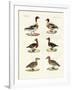 Beautiful Ducks-null-Framed Giclee Print