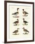 Beautiful Ducks-null-Framed Giclee Print