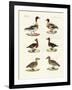 Beautiful Ducks-null-Framed Giclee Print