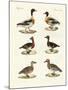 Beautiful Ducks-null-Mounted Giclee Print