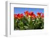 Beautiful Dutch Tulips-Sandra van der Steen-Framed Photographic Print