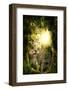 Beautiful Enchanting Forest Opening Path Leading to a Bright Light-ratpack223-Framed Photographic Print