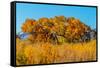 Beautiful Fall Foliage on Cottonwood Trees along the Rio Grande River in New Mexico.-Richard McMillin-Framed Stretched Canvas