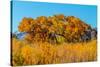 Beautiful Fall Foliage on Cottonwood Trees along the Rio Grande River in New Mexico.-Richard McMillin-Stretched Canvas