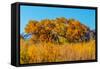 Beautiful Fall Foliage on Cottonwood Trees along the Rio Grande River in New Mexico.-Richard McMillin-Framed Stretched Canvas