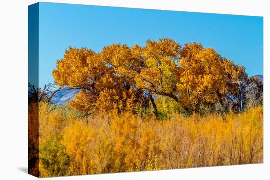 Beautiful Fall Foliage on Cottonwood Trees along the Rio Grande River in New Mexico.-Richard McMillin-Stretched Canvas