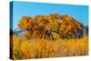 Beautiful Fall Foliage on Cottonwood Trees along the Rio Grande River in New Mexico.-Richard McMillin-Stretched Canvas