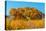 Beautiful Fall Foliage on Cottonwood Trees along the Rio Grande River in New Mexico.-Richard McMillin-Stretched Canvas