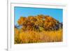 Beautiful Fall Foliage on Cottonwood Trees along the Rio Grande River in New Mexico.-Richard McMillin-Framed Photographic Print