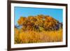 Beautiful Fall Foliage on Cottonwood Trees along the Rio Grande River in New Mexico.-Richard McMillin-Framed Photographic Print