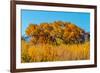 Beautiful Fall Foliage on Cottonwood Trees along the Rio Grande River in New Mexico.-Richard McMillin-Framed Photographic Print