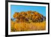 Beautiful Fall Foliage on Cottonwood Trees along the Rio Grande River in New Mexico.-Richard McMillin-Framed Photographic Print