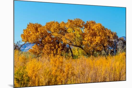 Beautiful Fall Foliage on Cottonwood Trees along the Rio Grande River in New Mexico.-Richard McMillin-Mounted Photographic Print
