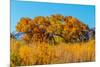 Beautiful Fall Foliage on Cottonwood Trees along the Rio Grande River in New Mexico.-Richard McMillin-Mounted Photographic Print