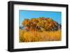 Beautiful Fall Foliage on Cottonwood Trees along the Rio Grande River in New Mexico.-Richard McMillin-Framed Photographic Print