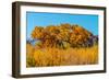 Beautiful Fall Foliage on Cottonwood Trees along the Rio Grande River in New Mexico.-Richard McMillin-Framed Photographic Print