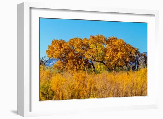 Beautiful Fall Foliage on Cottonwood Trees along the Rio Grande River in New Mexico.-Richard McMillin-Framed Photographic Print