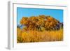 Beautiful Fall Foliage on Cottonwood Trees along the Rio Grande River in New Mexico.-Richard McMillin-Framed Photographic Print