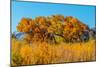 Beautiful Fall Foliage on Cottonwood Trees along the Rio Grande River in New Mexico.-Richard McMillin-Mounted Photographic Print