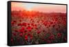 Beautiful Field of Red Poppies in the Sunset Light. Russia, Crimea-null-Framed Stretched Canvas