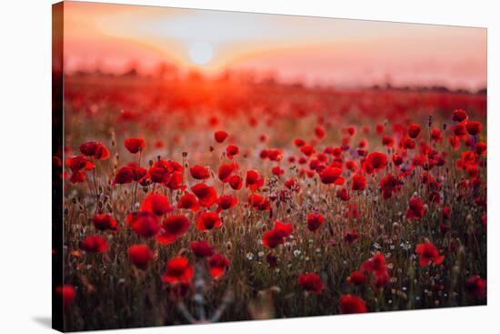 Beautiful Field of Red Poppies in the Sunset Light. Russia, Crimea-null-Stretched Canvas