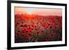 Beautiful Field of Red Poppies in the Sunset Light. Russia, Crimea-null-Framed Photographic Print