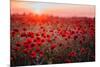 Beautiful Field of Red Poppies in the Sunset Light. Russia, Crimea-null-Mounted Photographic Print