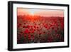 Beautiful Field of Red Poppies in the Sunset Light. Russia, Crimea-null-Framed Photographic Print