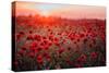 Beautiful Field of Red Poppies in the Sunset Light. Russia, Crimea-null-Stretched Canvas