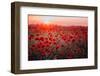 Beautiful Field of Red Poppies in the Sunset Light. Russia, Crimea-null-Framed Photographic Print