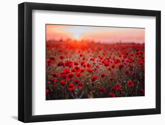 Beautiful Field of Red Poppies in the Sunset Light. Russia, Crimea-null-Framed Photographic Print