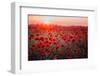 Beautiful Field of Red Poppies in the Sunset Light. Russia, Crimea-null-Framed Photographic Print