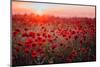 Beautiful Field of Red Poppies in the Sunset Light. Russia, Crimea-null-Mounted Photographic Print