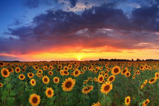 picture Sunset Sunflower Field Aesthetic beautiful field of sunflowers on the sunset background