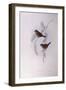 Beautiful Firetail (Stagonopleura Bella)-John Gould-Framed Giclee Print