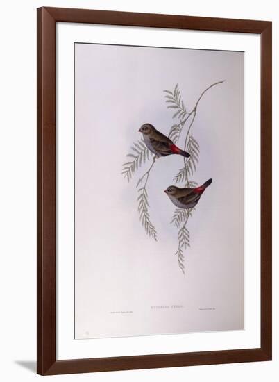 Beautiful Firetail (Stagonopleura Bella)-John Gould-Framed Giclee Print