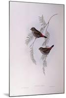 Beautiful Firetail (Stagonopleura Bella)-John Gould-Mounted Giclee Print