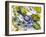 beautiful fish-jocasta shakespeare-Framed Giclee Print