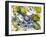 beautiful fish-jocasta shakespeare-Framed Giclee Print