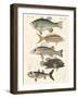 Beautiful Fish-null-Framed Giclee Print