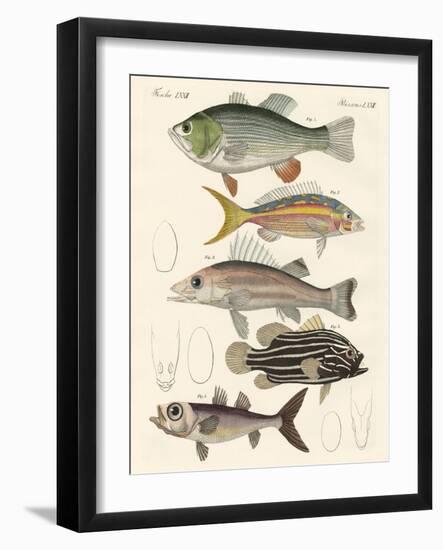 Beautiful Fish-null-Framed Giclee Print