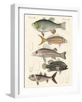 Beautiful Fish-null-Framed Giclee Print