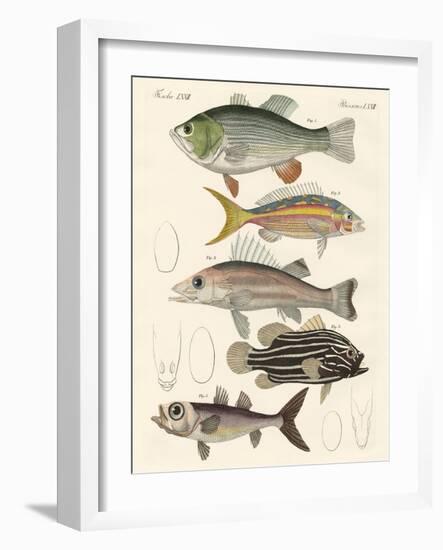 Beautiful Fish-null-Framed Giclee Print