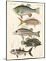 Beautiful Fish-null-Mounted Giclee Print