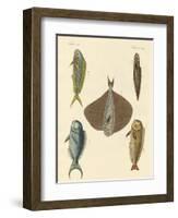 Beautiful Fish-null-Framed Giclee Print