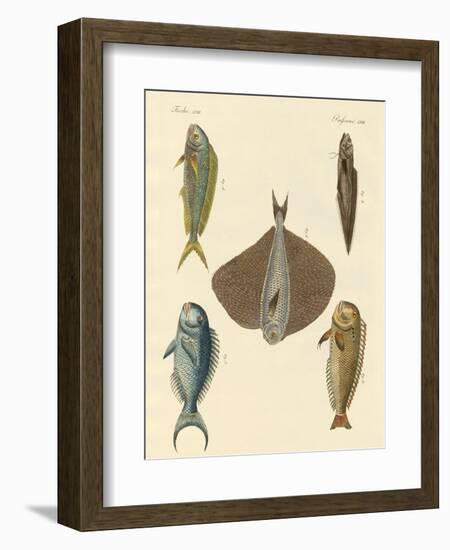 Beautiful Fish-null-Framed Giclee Print